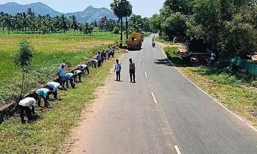 Tamil Nadu. में 72 लाख ताड़ के बीज लगाए गए Tamil Nadu. में 72 लाख ताड़ के बीज लगाए गए
