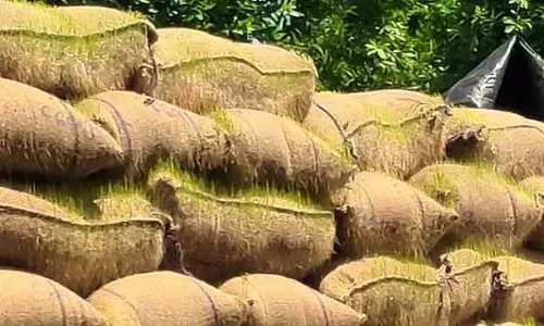 Tamil Nadu : ट्रकों में रखे धान के बंडल बारिश में भीग गए और उनमें अंकुर निकल आए Tamil Nadu : ट्रकों में रखे धान के बंडल बारिश में भीग गए और उनमें अंकुर निकल आए