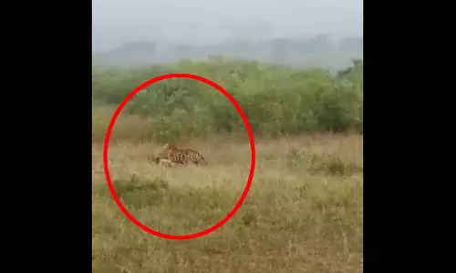 OMG नजारा LIVE! बाघिन ने चीतल का किया शिकार, मुस्तैदी देखने लायक