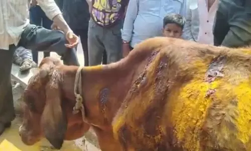 गाय पर चाकू से हमला, शरीर में 50 जगह पड़े निशान गाय पर चाकू से हमला, शरीर में 50 जगह पड़े निशान