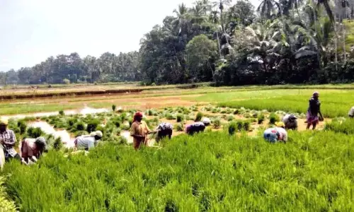 धान की रोपाई नहीं हो पाई ; किसान परेशान