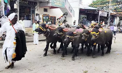Harpanahalli : गौलीगारा भैंस सजावट और प्रतियोगिता ने लोगों का ध्यान आकर्षित किया Harpanahalli : गौलीगारा भैंस सजावट और प्रतियोगिता ने लोगों का ध्यान आकर्षित किया