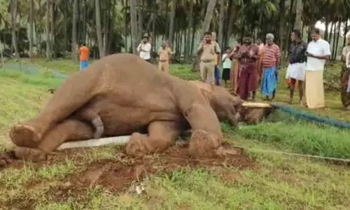 बिजली के खंभे से टकराकर हाथी की मौत बिजली के खंभे से टकराकर हाथी की मौत