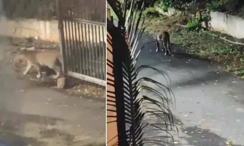 Srisailam बांध के पास केवी स्विच यार्ड में तेंदुआ देखा गया Srisailam बांध के पास केवी स्विच यार्ड में तेंदुआ देखा गया