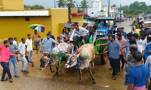 शानदार दिवाली समारोह: मवेशियों की दौड़ ने सबका ध्यान खींचा