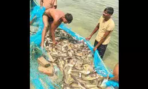 UP मत्स्य विभाग की पहल: 7000 मत्स्य पालकों के लिए प्रमुख कल्याणकारी योजनाएँ UP मत्स्य विभाग की पहल: 7000 मत्स्य पालकों के लिए प्रमुख कल्याणकारी योजनाएँ