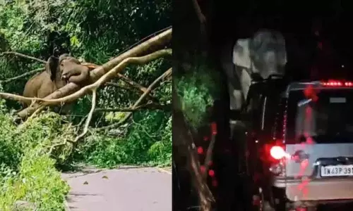 हाथी ने हाईवे जाम किया, 18 घंटे तक वाहन फंसे रहे