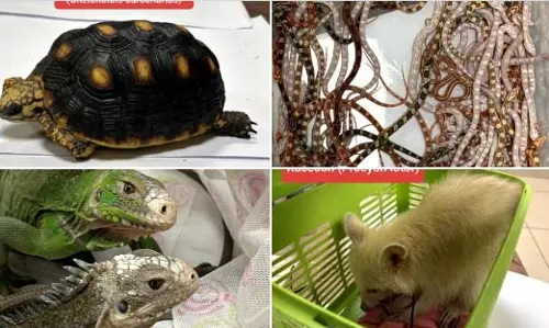 BREAKING: एयरपोर्ट पर 151 जंगली जानवर जब्त, यात्री गिरफ्तार BREAKING: एयरपोर्ट पर 151 जंगली जानवर जब्त, यात्री गिरफ्तार