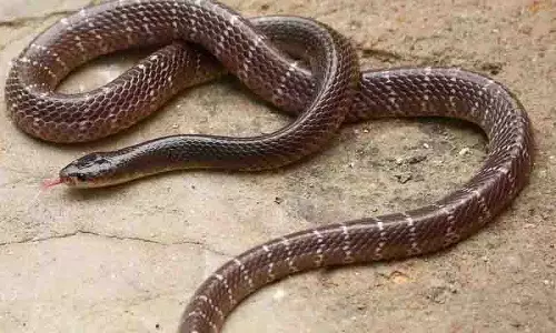 Peddapalli में सांप के काटने से डिग्री छात्र की मौत Peddapalli में सांप के काटने से डिग्री छात्र की मौत