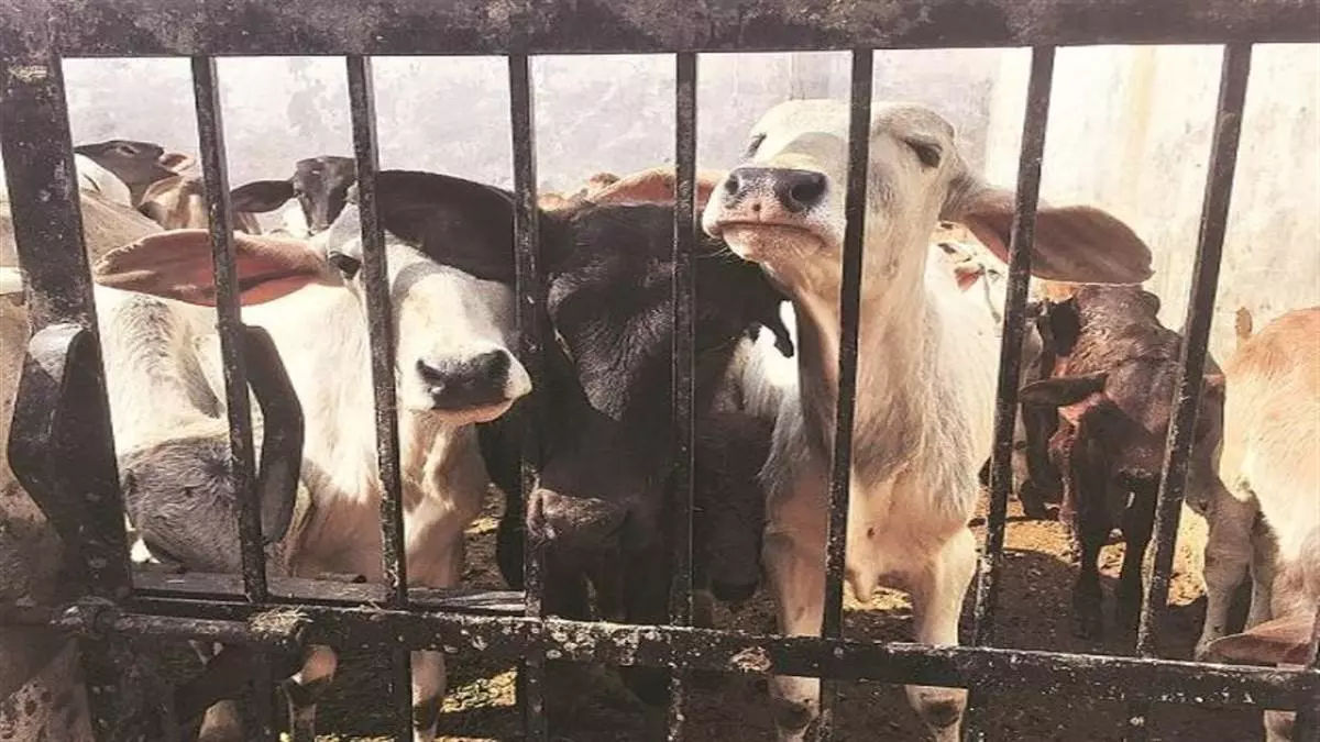Jammu: पुलिस ने गौ तस्करी की नई कोशिश को रोका Jammu: पुलिस ने गौ तस्करी की नई कोशिश को रोका