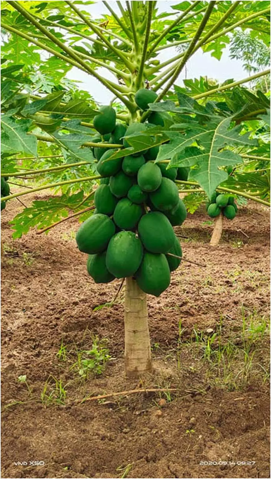 Bellary : पपीते को ऐसा इंश्योरेंस बेनिफिट मिला है जो उसे पहले कभी नहीं मिला Bellary : पपीते को ऐसा इंश्योरेंस बेनिफिट मिला है जो उसे पहले कभी नहीं मिला