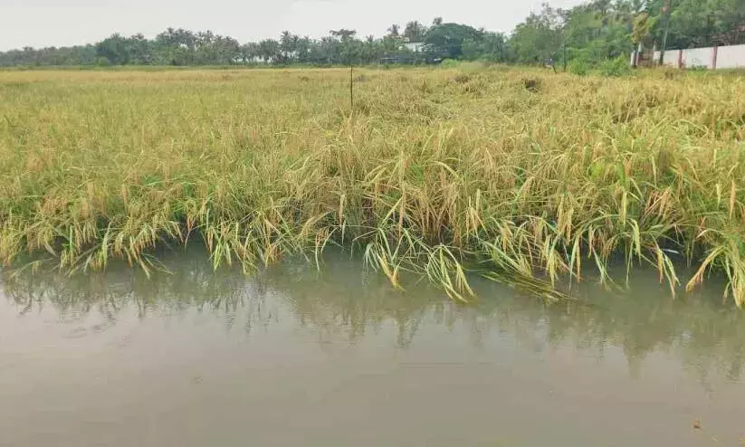 Kerala ; कई एकड़ धान के खेत पानी में डूबे Kerala ; कई एकड़ धान के खेत पानी में डूबे