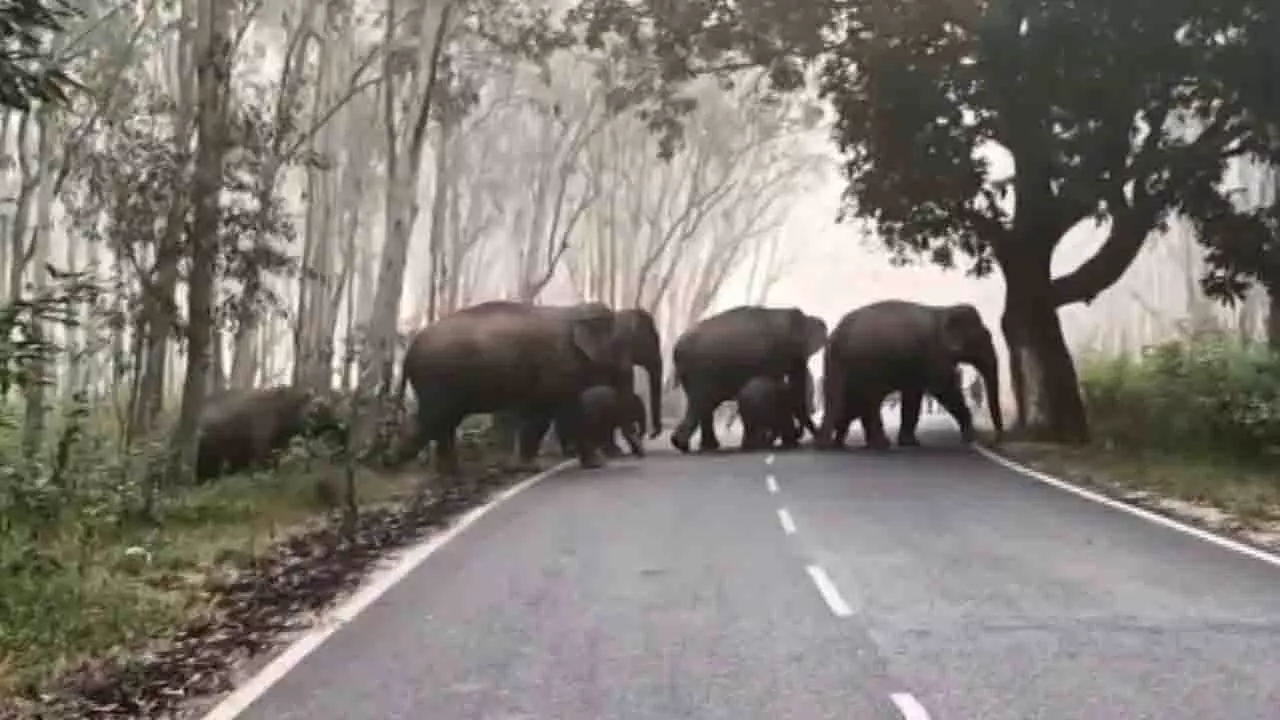 Ganjam में हाथी के हमले में एक व्यक्ति की मौत, क्योंझर में 29 हाथी देखे गए Ganjam में हाथी के हमले में एक व्यक्ति की मौत, क्योंझर में 29 हाथी देखे गए