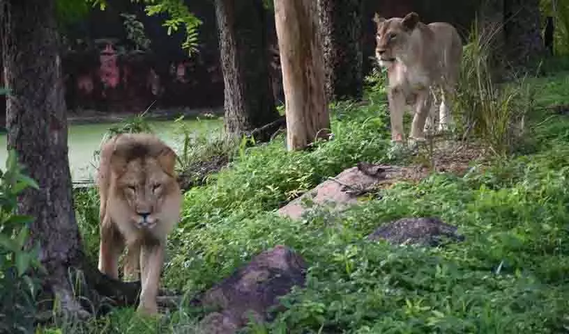 हैदराबाद zoo में एशियाई शेर, रॉयल बंगाल टाइगर और पैंथर को गोद लिया गया हैदराबाद zoo में एशियाई शेर, रॉयल बंगाल टाइगर और पैंथर को गोद लिया गया