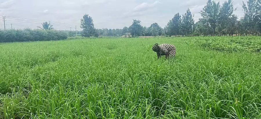 Hunsur : किसानों को रागी की बंपर फसल की उम्मीद Hunsur : किसानों को रागी की बंपर फसल की उम्मीद