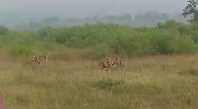 Madhya Pradesh के पन्ना में बाघ शावकों की टीमवर्क वाली शिकारी कला Madhya Pradesh के पन्ना में बाघ शावकों की टीमवर्क वाली शिकारी कला