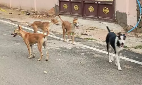 Tamil Nadu : आवारा कुत्तों के पीछा करने से एक बुजुर्ग महिला गंभीर रूप से घायल हो गई