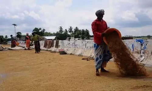 धान में नमी: जांच के लिए केंद्रीय टीम तमिलनाडु आ रही है