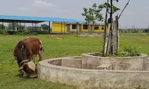 गौठान में भुखमरी, 12 मवेशियों की मौत