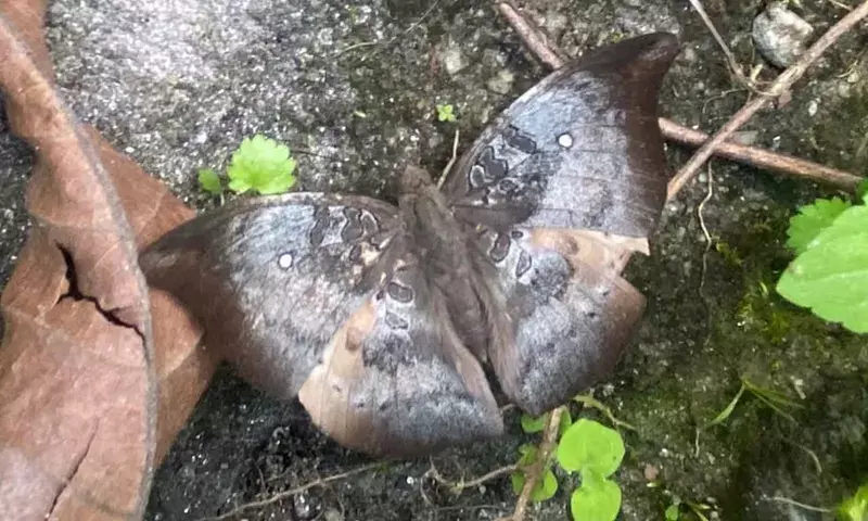 Sikkim: पांच साल बाद द्ज़ोंगू में दुर्लभ तितली स्पॉटलेस बैरन देखी गई