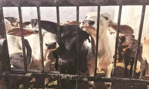 Jammu: पुलिस ने गौ तस्करी की नई कोशिश को रोका
