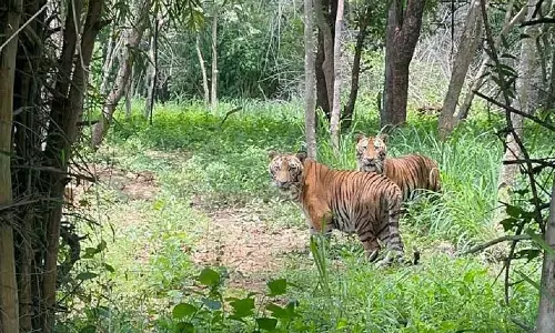 ANECAL : प्रेस्टीज ग्रुप जिसने बाघ के दो शावकों को गोद लिया ANECAL : प्रेस्टीज ग्रुप जिसने बाघ के दो शावकों को गोद लिया