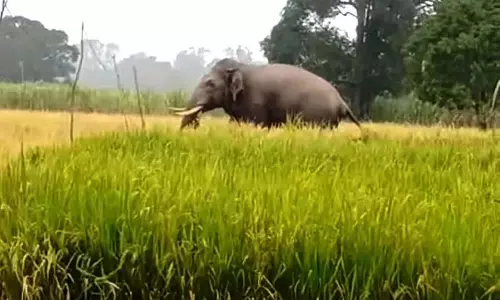 हाथियों का शिकार बंद करो: किसानों की मांग हाथियों का शिकार बंद करो: किसानों की मांग
