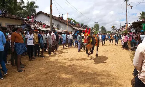 Thilavalli : मनोरंजक बैल छेड़ने की प्रतियोगिता