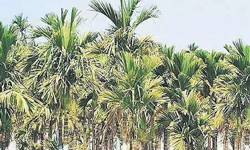 सुपारी की कीमत में बढ़ोतरी: व्यापारी खुश, किसान निराश सुपारी की कीमत में बढ़ोतरी: व्यापारी खुश, किसान निराश