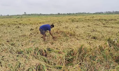 धान के खेत बर्बाद: किसान परेशान धान के खेत बर्बाद: किसान परेशान