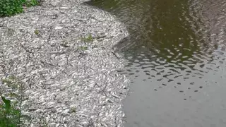 Kaithal: तालाब में गंदा पानी, नगर परिषद की तैयारी में बड़ी खामी Kaithal: तालाब में गंदा पानी, नगर परिषद की तैयारी में बड़ी खामी