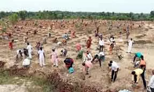 तमिलनाडु सरकार ने ताड़ के बीज रोपण मिशन 2025 शुरू किया