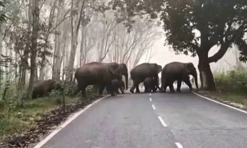 Ganjam में हाथी के हमले में एक व्यक्ति की मौत, क्योंझर में 29 हाथी देखे गए