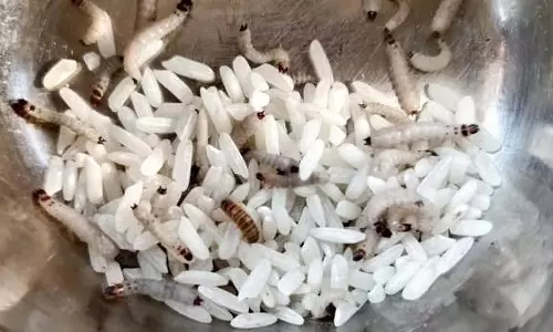 Himachal : 10 आंगनवाड़ी केंद्रों में बच्चों के लिए रखे चावल में घुन और कीड़े मिले