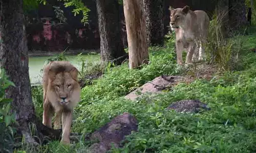 हैदराबाद zoo में एशियाई शेर, रॉयल बंगाल टाइगर और पैंथर को गोद लिया गया हैदराबाद zoo में एशियाई शेर, रॉयल बंगाल टाइगर और पैंथर को गोद लिया गया