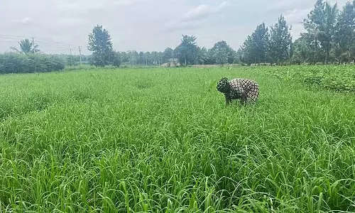 Hunsur : किसानों को रागी की बंपर फसल की उम्मीद
