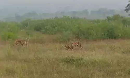 Madhya Pradesh के पन्ना में बाघ शावकों की टीमवर्क वाली शिकारी कला Madhya Pradesh के पन्ना में बाघ शावकों की टीमवर्क वाली शिकारी कला