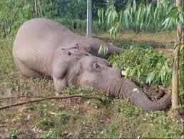 UP News: हाईटेंशन लाइन की चपेट में आया हाथी, मौत UP News: हाईटेंशन लाइन की चपेट में आया हाथी, मौत