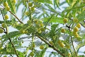 Amla Navami 2025: कब है आंवला नवमी, पूजा का समय, विधि और महत्व Amla Navami 2025: कब है आंवला नवमी, पूजा का समय, विधि और महत्व