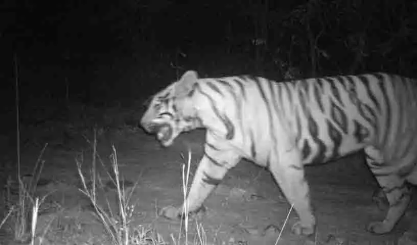 Adilabad में बाघ ने चार मवेशियों को मार डाला, ग्रामीणों में दहशत फैल गई Adilabad में बाघ ने चार मवेशियों को मार डाला, ग्रामीणों में दहशत फैल गई