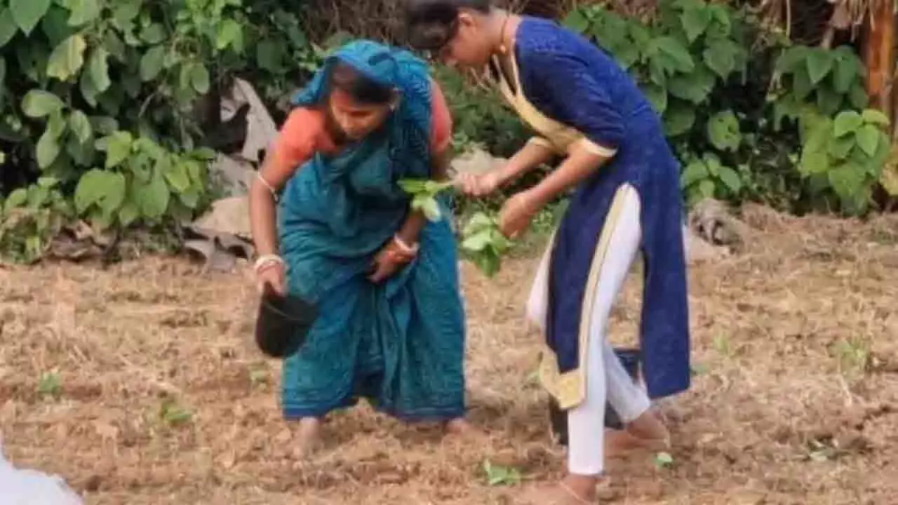 Balasore में बाढ़ प्रभावित किसानों पर चक्रवात मोन्था की आफत का साया Balasore में बाढ़ प्रभावित किसानों पर चक्रवात मोन्था की आफत का साया