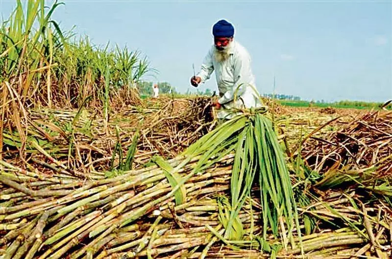Punjab : किसानों की मांग, गन्ने का समर्थन मूल्य 450 रुपये प्रति क्विंटल किया जाए Punjab : किसानों की मांग, गन्ने का समर्थन मूल्य 450 रुपये प्रति क्विंटल किया जाए