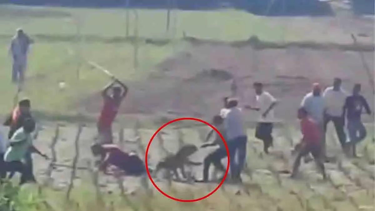 Himachal: हरोली में ग्रामीणों ने तेंदुए को लाठियों से पीटा, 3 घायल Himachal: हरोली में ग्रामीणों ने तेंदुए को लाठियों से पीटा, 3 घायल
