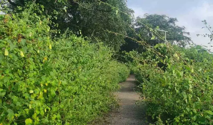 ऐतिहासिक Orugallu किले में समस्याओं का अंबार.. पर्यटक परेशान ऐतिहासिक Orugallu किले में समस्याओं का अंबार.. पर्यटक परेशान