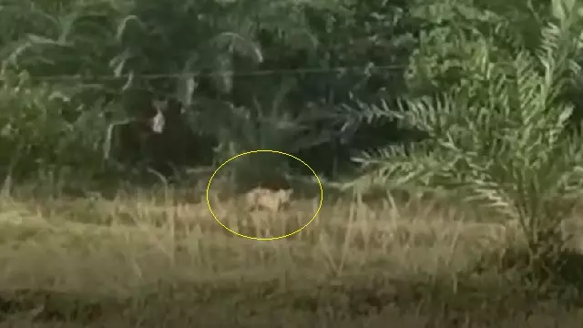 बोरापदर गांव के पास देखा गया बाघ बोरापदर गांव के पास देखा गया बाघ