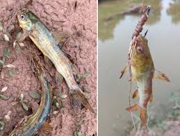 Wildbuzz ,पीईसी गार्डन्स के जुआरी
