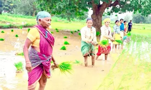 Odisha : कैबिनेट ने फसल विविधीकरण कार्यक्रम को 3 साल का विस्तार देने की मंजूरी दी