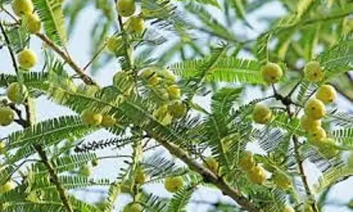 Amla Navami 2025: कब है आंवला नवमी,  पूजा का समय, विधि और महत्व