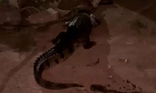 अदरक मंडी में मगरमच्छ दिखने पर मचा हड़कंप, वन विभाग ने किया रेस्क्यू अदरक मंडी में मगरमच्छ दिखने पर मचा हड़कंप, वन विभाग ने किया रेस्क्यू