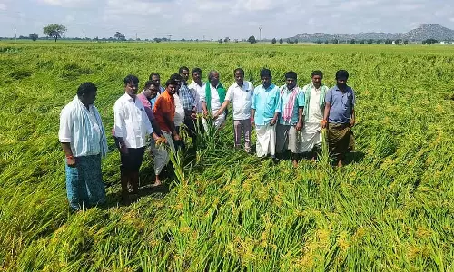 कर्नाटक में लगातार बारिश: फसलों को नुकसान कर्नाटक में लगातार बारिश: फसलों को नुकसान